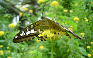 Clipper (Parthenos sylvia)